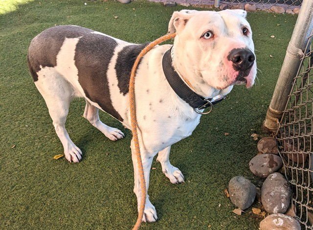 REESE - American Pit Bull Terrier / Husky available for adoption