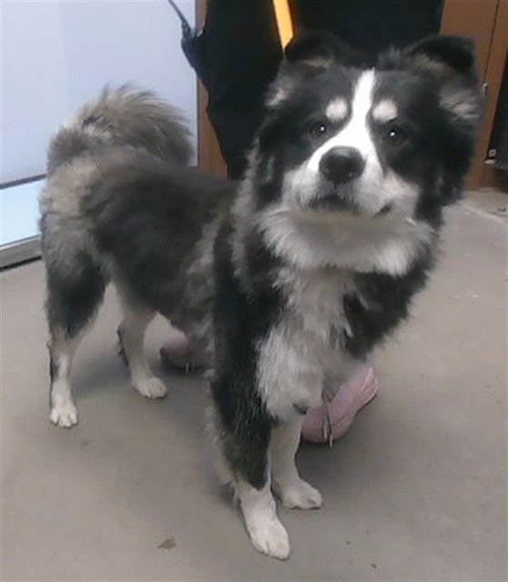 APOLLO - Husky / Pomeranian available for adoption