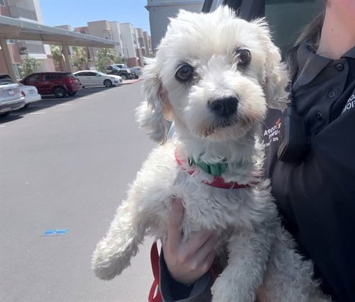 CROISSANT - Poodle (Miniature) available for adoption