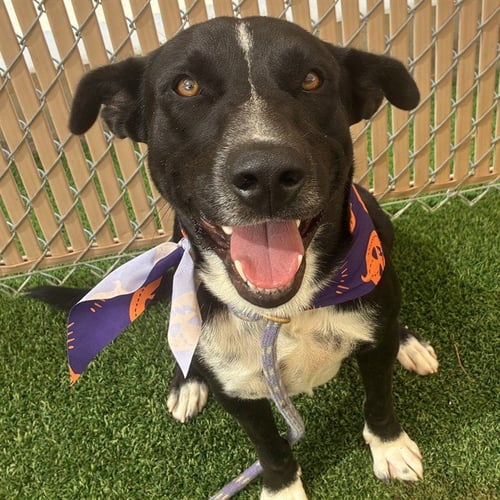 TOBEY - Staffordshire Bull Terrier available for adoption
