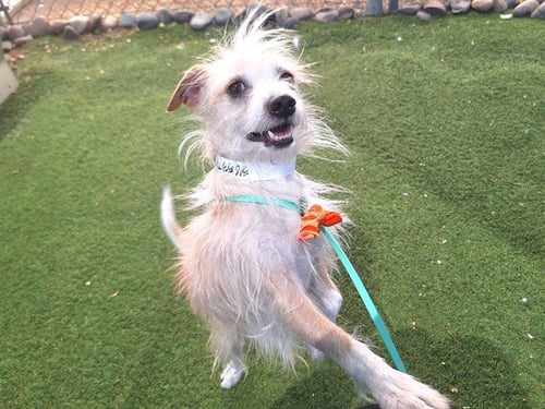 ZIPP - Cairn Terrier available for adoption
