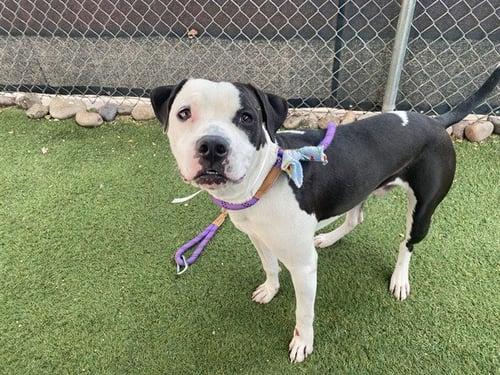 BACON - Boxer available for adoption