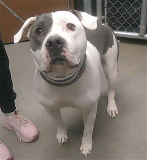 CANDY - American Pit Bull Terrier available for adoption