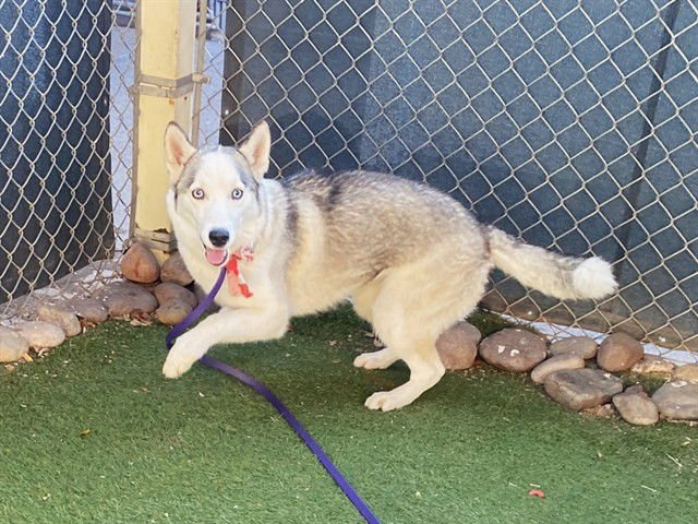 HONEY - Siberian Husky available for adoption