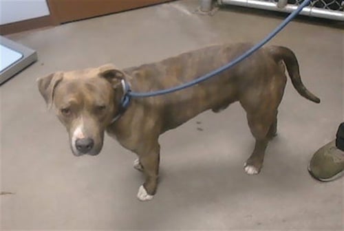 RASCAL - American Pit Bull Terrier available for adoption
