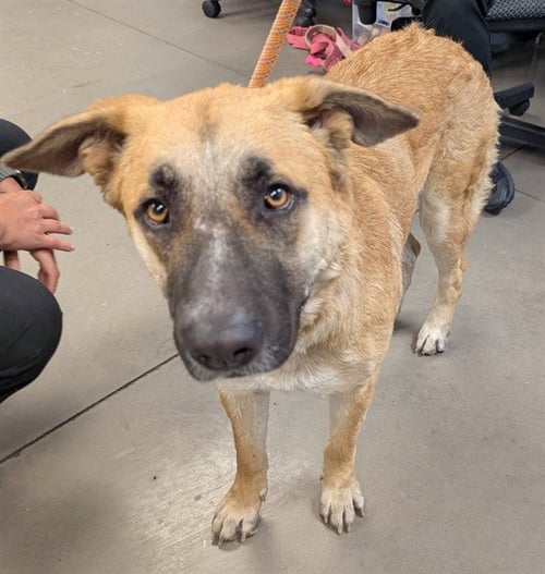 AZULA - Anatolian Shepherd / Great Pyrenees available for adoption