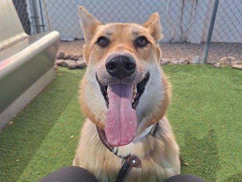 CHIMICHURRI - German Shepherd Dog available for adoption