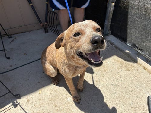 SQUISHY - Queensland Heeler available for adoption