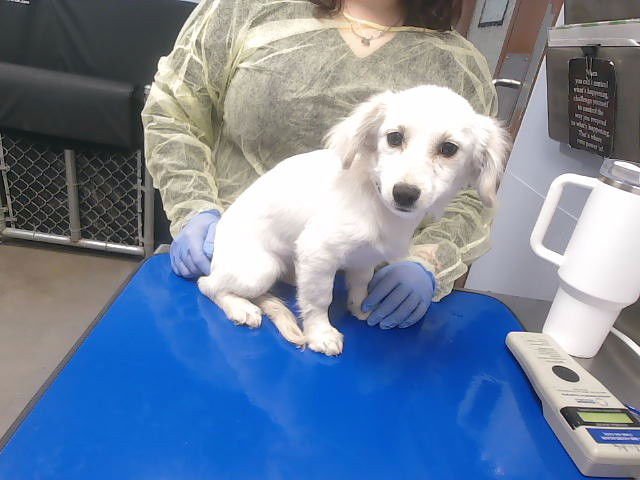 SNOW - Golden Retriever available for adoption