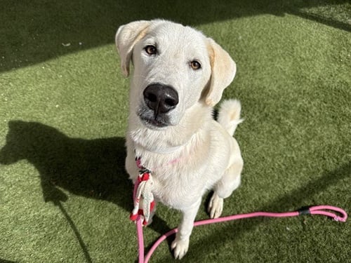 PATTY - Labrador Retriever available for adoption
