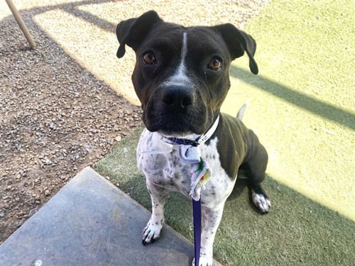 FERGIE - American Pit Bull Terrier available for adoption