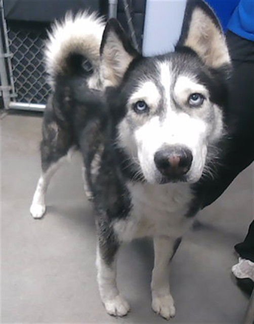 CHAMP - Husky available for adoption