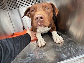 BROWNIE - American Pit Bull Terrier / Labrador Retriever available for adoption