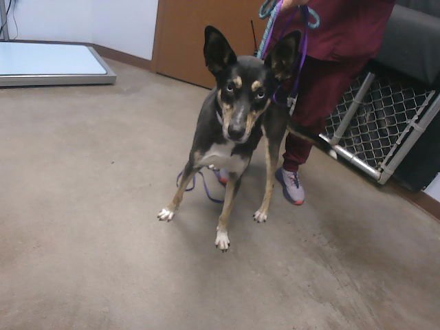 ZINNIA - German Shepherd Dog available for adoption