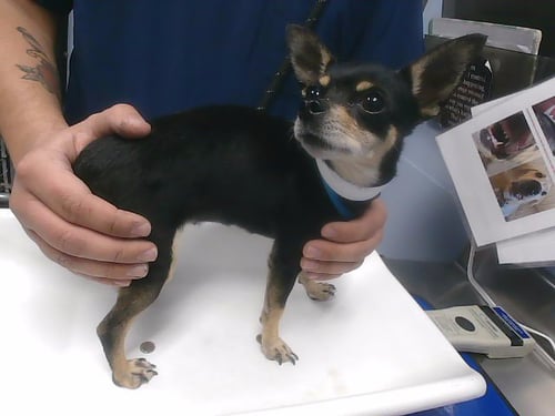 MINNIE - Chihuahua available for adoption