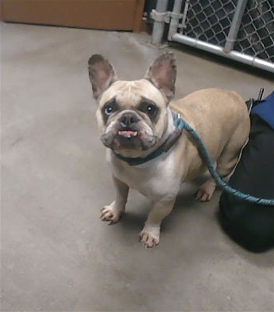 CHANEL - French Bulldog available for adoption