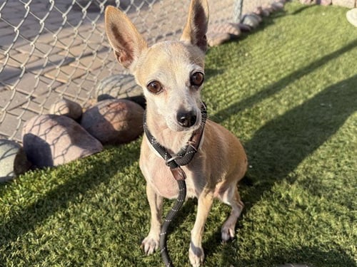 LOVE BUG - Chihuahua available for adoption