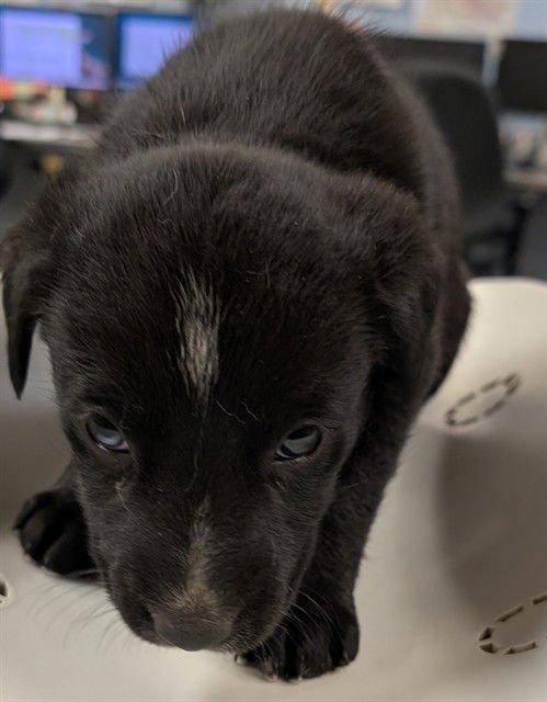 ANGEL - Labrador Retriever / German Shepherd Dog available for adoption