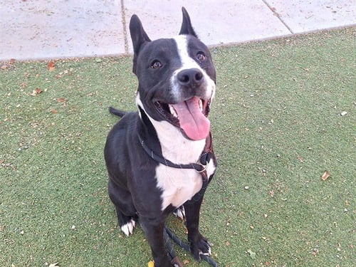 LINK - American Pit Bull Terrier available for adoption