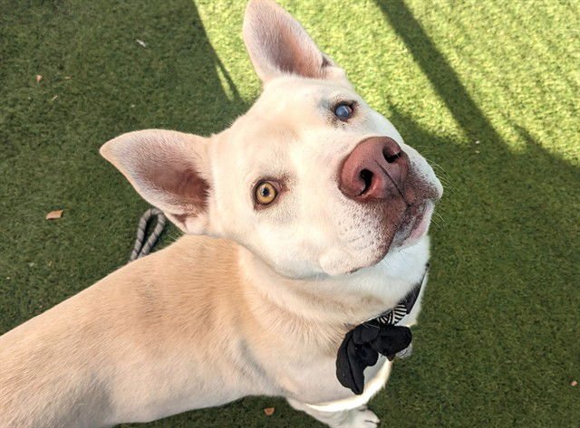 PILSNER - Siberian Husky / American Pit Bull Terrier available for adoption