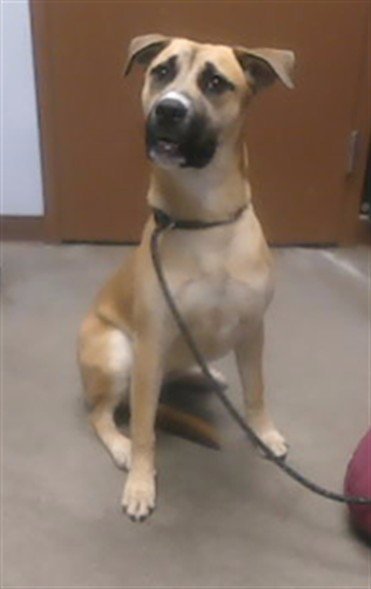 LEMON - Boxer available for adoption