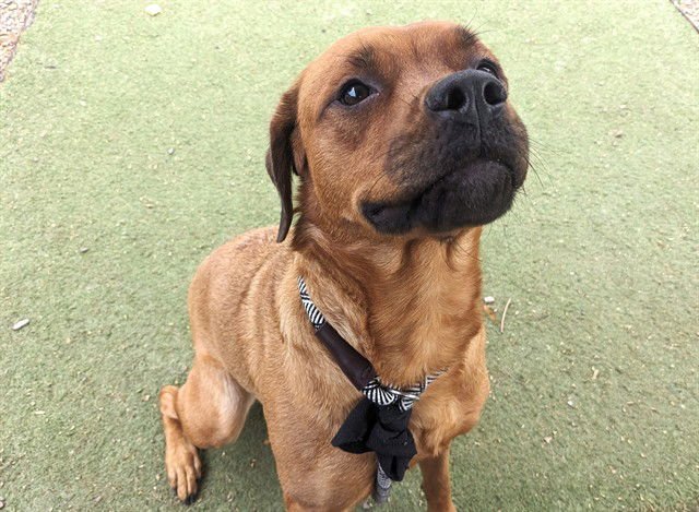 JONI - Rhodesian Ridgeback available for adoption