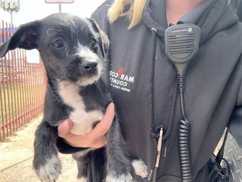 SEAHAWK - Border Terrier available for adoption