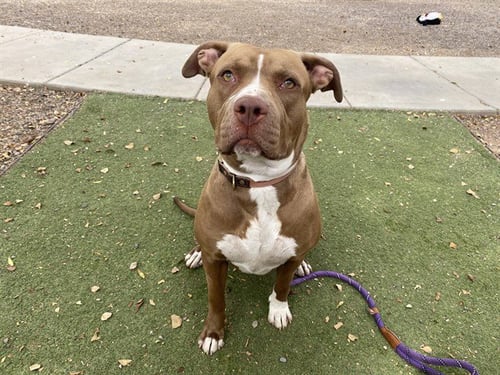 MINNIE - American Pit Bull Terrier available for adoption