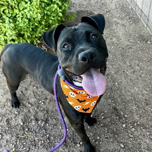 FIESTA - American Pit Bull Terrier available for adoption