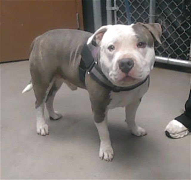 MAGIC - American Pit Bull Terrier available for adoption