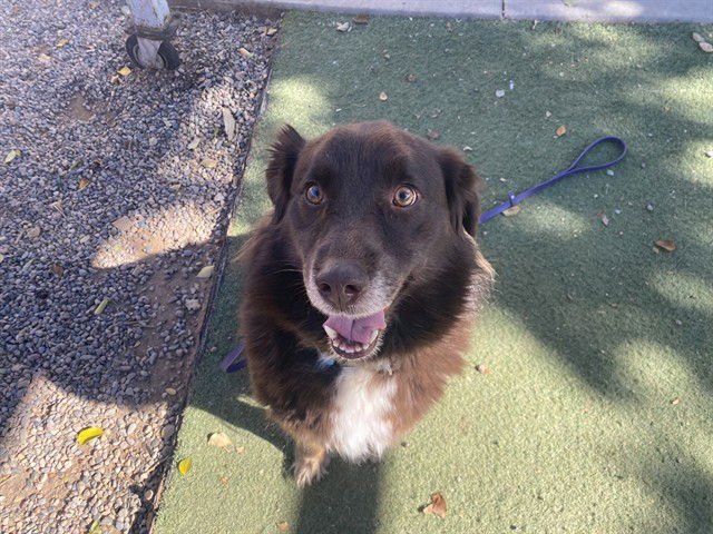 TIRAMISU - Australian Shepherd available for adoption