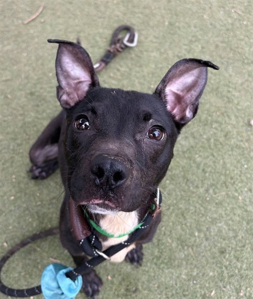 LIZARD - American Pit Bull Terrier available for adoption