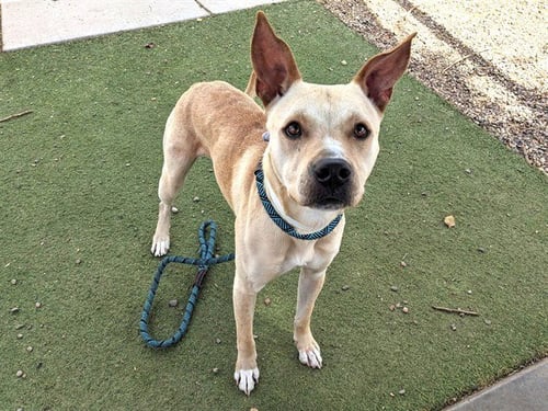 DUNE - American Pit Bull Terrier available for adoption