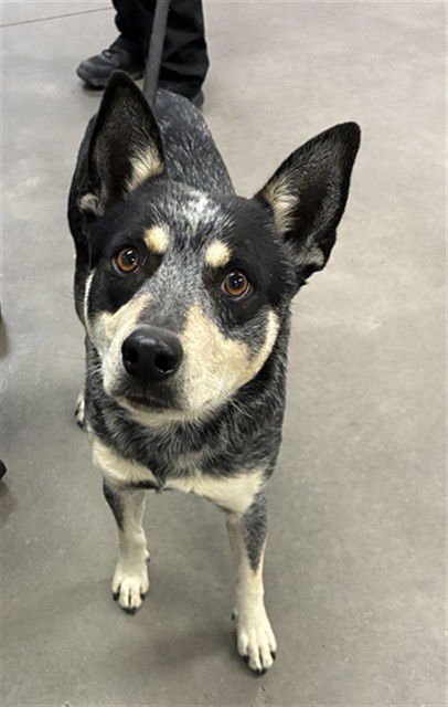CATTLE - Australian Cattle Dog/Blue Heeler available for adoption