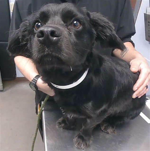 WHIRLY - Dachshund / Cocker Spaniel available for adoption