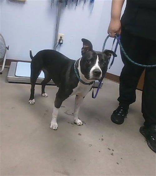 RAVEN - American Pit Bull Terrier available for adoption