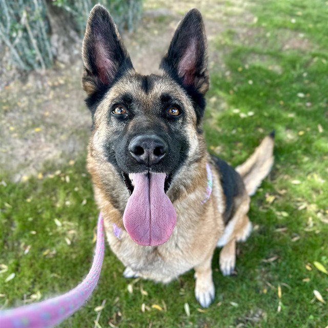 GEMMA Image