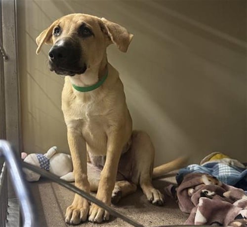 FLORIN - German Shepherd Dog available for adoption