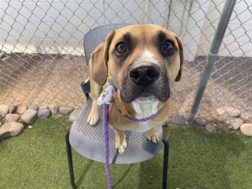DIVA - American Pit Bull Terrier available for adoption