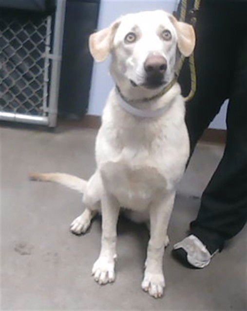 SANDY - Labrador Retriever available for adoption