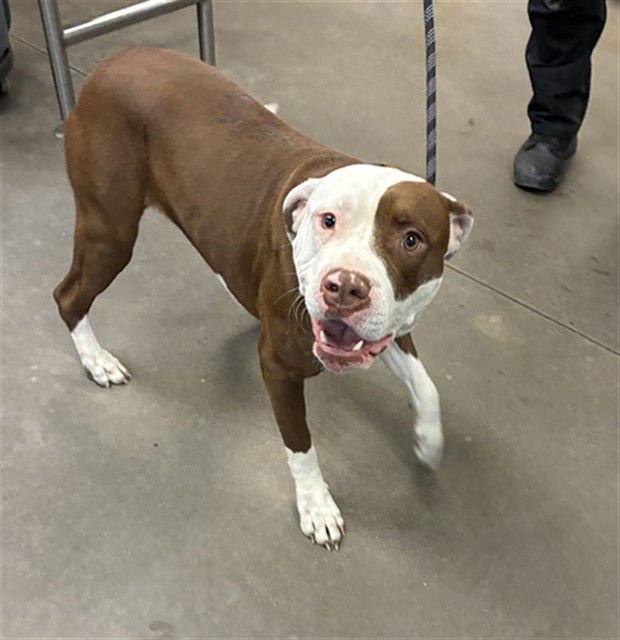 PIZZA - American Pit Bull Terrier available for adoption