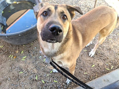 DONNIE - German Shepherd Dog available for adoption