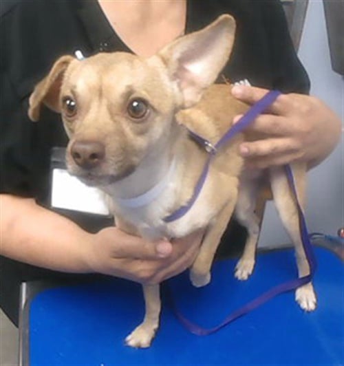 WATCHER - Chihuahua available for adoption