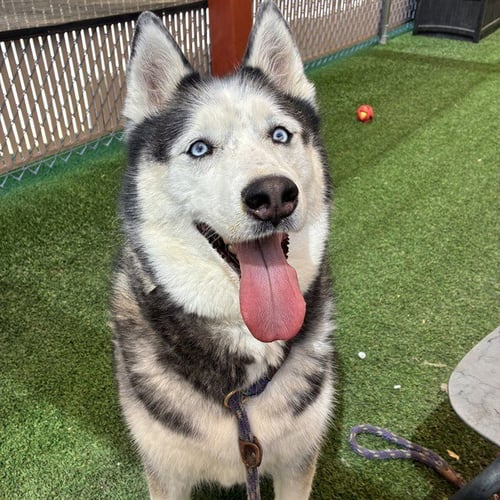 GUNNER - Husky available for adoption