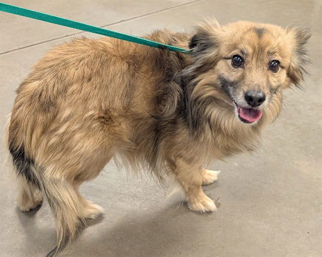 FINNICK - Finnish Spitz available for adoption