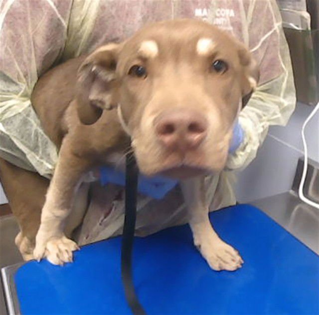 ZACK - American Pit Bull Terrier / Rottweiler available for adoption