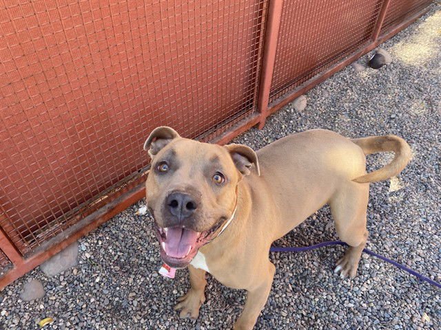 MEATBALL - American Pit Bull Terrier available for adoption