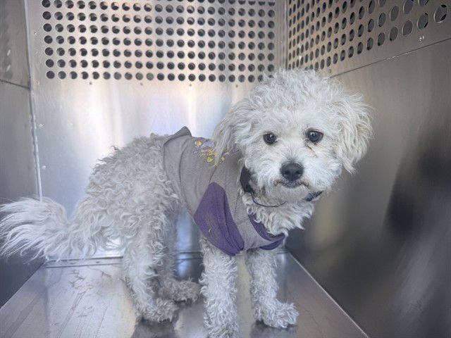 PICKLES - Poodle (Miniature) available for adoption