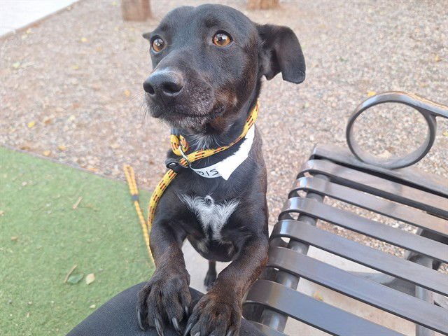 BERNIE - Dachshund / Chihuahua available for adoption