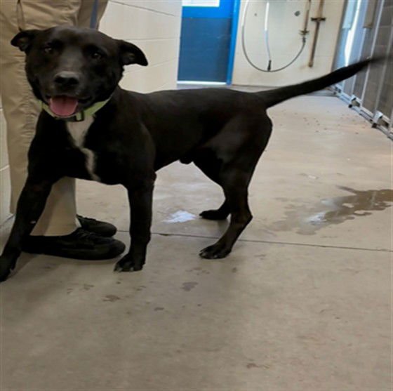 CHIMINO - Labrador Retriever available for adoption